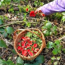 Attēlu rezultāti vaicājumam “Sarcoscypha austriaca”