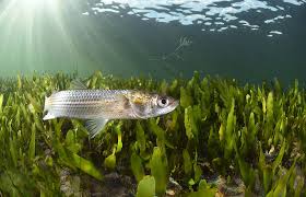 Image result for Liza aurata