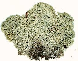 Attēlu rezultāti vaicājumam “Cladonia stellaris”