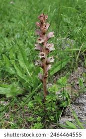 Attēlu rezultāti vaicājumam “Orobanche coerulescens bud”
