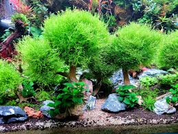 Attēlu rezultāti vaicājumam “Riccia fluitans”