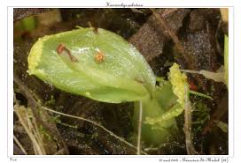 Attēlu rezultāti vaicājumam “Hammarbya paludosa leaf”