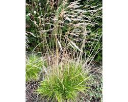 Attēlu rezultāti vaicājumam “Festuca gigantea”