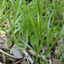 Attēlu rezultāti vaicājumam “Poa remota”