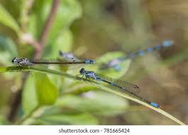 Attēlu rezultāti vaicājumam “Coenagrion pulchellum male”