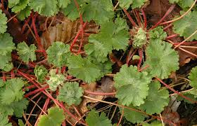 Attēlu rezultāti vaicājumam “Geranium molle leaf”