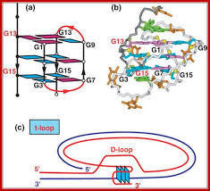 Image result for the end of the t-loop structure