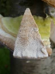 Attēlu rezultāti vaicājumam “Trametes gibbosa”