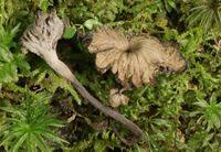 Attēlu rezultāti vaicājumam “Pseudocraterellus”