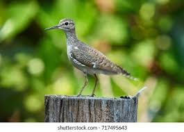 Image result for Tringa brevipes