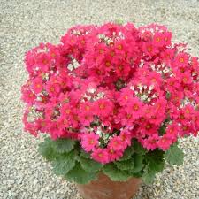 Image result for Primula malacoides