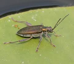 Attēlu rezultāti vaicājumam “Donacia clavipes”