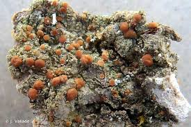 Attēlu rezultāti vaicājumam “Bacidia rubella”