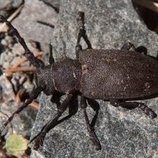 Attēlu rezultāti vaicājumam “Lamia textor”