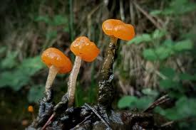 Attēlu rezultāti vaicājumam “Mitrula paludosa”