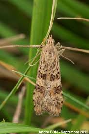 Attēlu rezultāti vaicājumam “Nomophila noctuella”