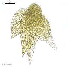 Attēlu rezultāti vaicājumam “Platygyrium repens”
