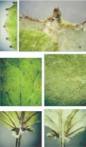 Attēlu rezultāti vaicājumam “Tussilago farfara leaf”