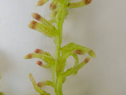 Attēlu rezultāti vaicājumam “Sphagnum quinquefarium”