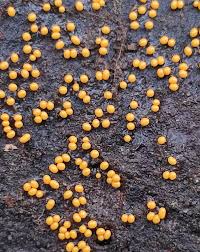 Attēlu rezultāti vaicājumam “Trichia ambigua”