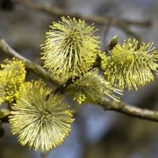 Attēlu rezultāti vaicājumam “Salix aurita flower”