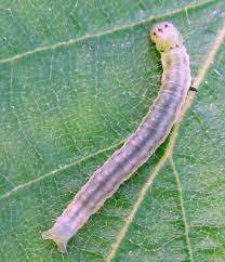 Attēlu rezultāti vaicājumam “Pandemis cerasana”