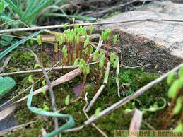 Attēlu rezultāti vaicājumam “Pohlia nutans sporophyte”