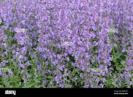 Attēlu rezultāti vaicājumam “Nepeta x faassenii leaf”