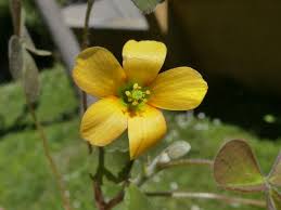 Attēlu rezultāti vaicājumam “Oxalis corniculata fruit”
