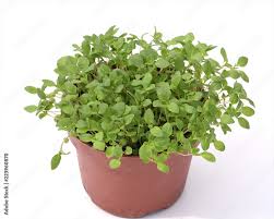 Image result for Majoran