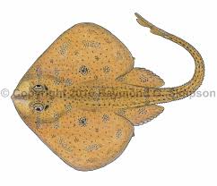 Image result for Leucoraja