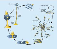 Attēlu rezultāti vaicājumam “Didymium spongiosum spores”
