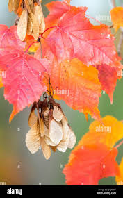 Attēlu rezultāti vaicājumam “Acer tataricum subsp. ginnala leaf”