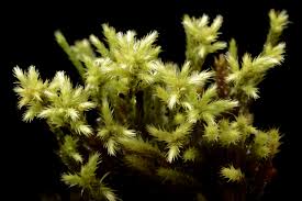 Attēlu rezultāti vaicājumam “Philonotis sporophyte”