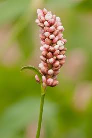 Attēlu rezultāti vaicājumam “Persicaria maculosa leaf”