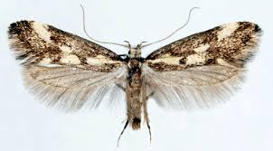 Attēlu rezultāti vaicājumam “Denisia similella”