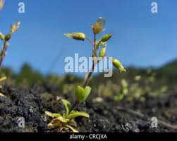 Attēlu rezultāti vaicājumam “Cerastium semidecandrum bud”