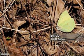 Attēlu rezultāti vaicājumam “Gonepteryx rhamni male”