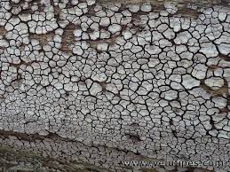 Attēlu rezultāti vaicājumam “Xylobolus frustulatus”