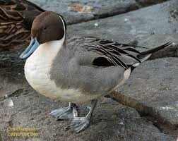 Attēlu rezultāti vaicājumam “Anas acuta”