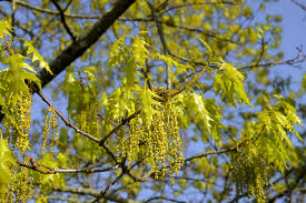 Attēlu rezultāti vaicājumam “Quercus rubra flower”