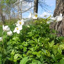 Attēlu rezultāti vaicājumam “Anemone sylvestris”