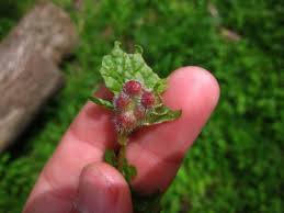 Attēlu rezultāti vaicājumam “Liposthenes glechomae”