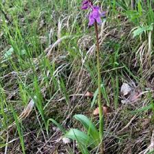 Attēlu rezultāti vaicājumam “Orchis mascula bud”