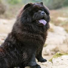 Znalezione obrazy dla zapytania chow