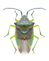 Attēlu rezultāti vaicājumam “Acanthosoma haemorrhoidale imago”