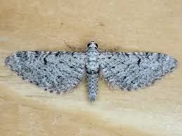 Attēlu rezultāti vaicājumam “Eupithecia icterata female”