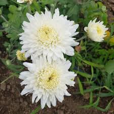 Image result for Chrysanthemum ptarmiciflorum