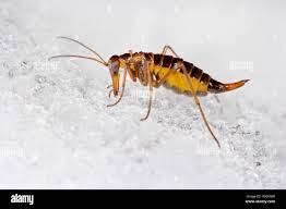 Attēlu rezultāti vaicājumam “Boreus”