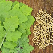 Attēlu rezultāti vaicājumam “Sinapis alba leaf”